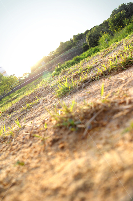로우앵글,들판,산책,햇빛,잔디밭,자연,풍경,nature,landscape,ground,바닥,light,빛,flare,플레어