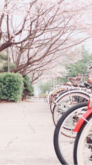 벚꽃,봄,꽃,자전거,bicycle,spring,blossom,cherryblossom