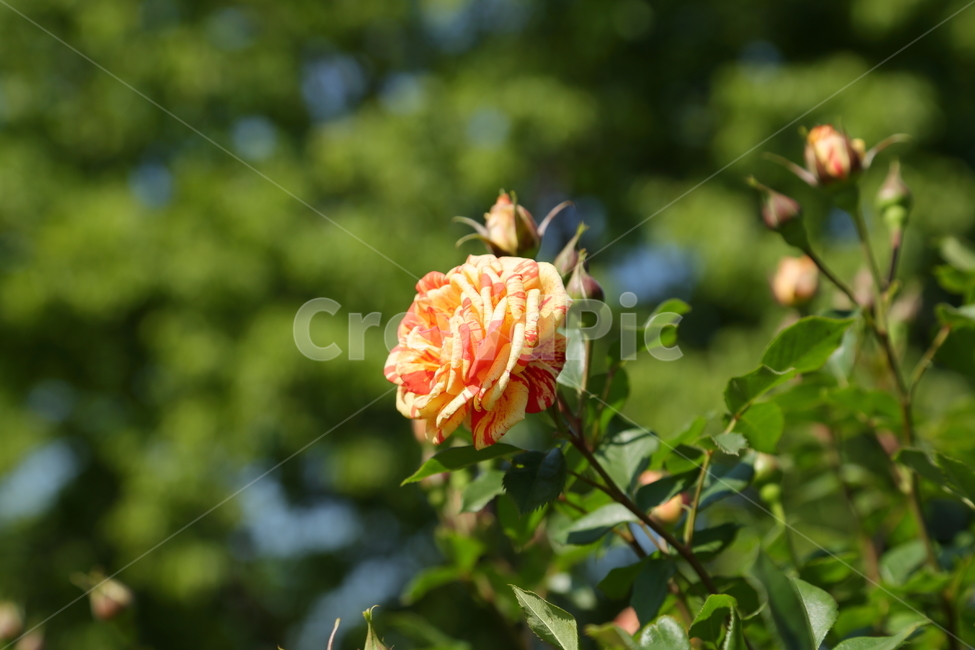 장미,장미꽃,노란장미,flower,rose,5월,6월,꽃