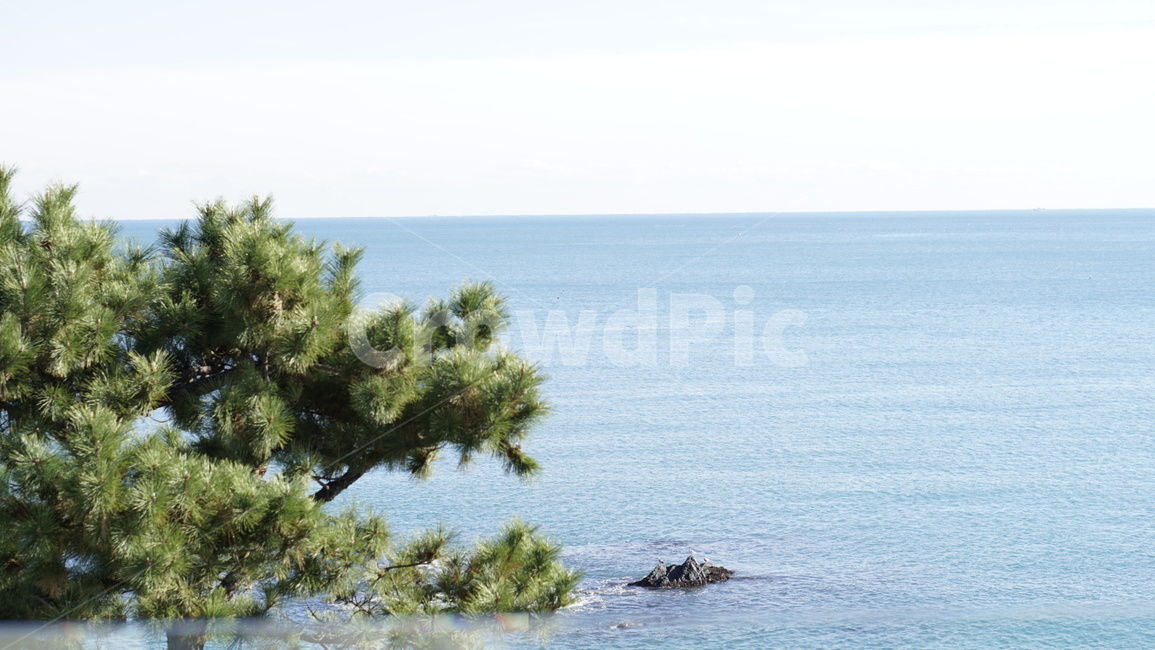 바다,해안,풍경,지평선,나무,tree,plant,식물