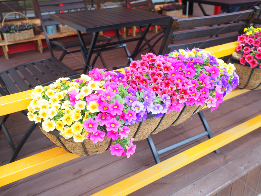plant,식물,flowers,꽃,화분,코코넛화분,봄꽃,봄,springflowers