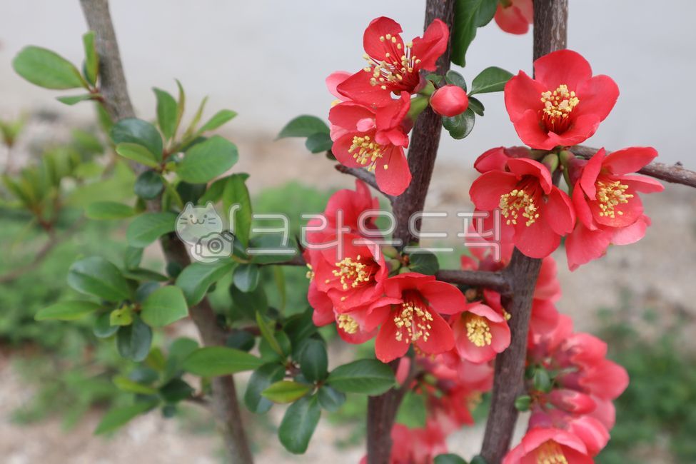 red flower,camellia,leaf,elegant,graceful,gorgeous,petal,red,leaf,camellia,flower,beautiful,background,garden,spring,spring tree,spring flower