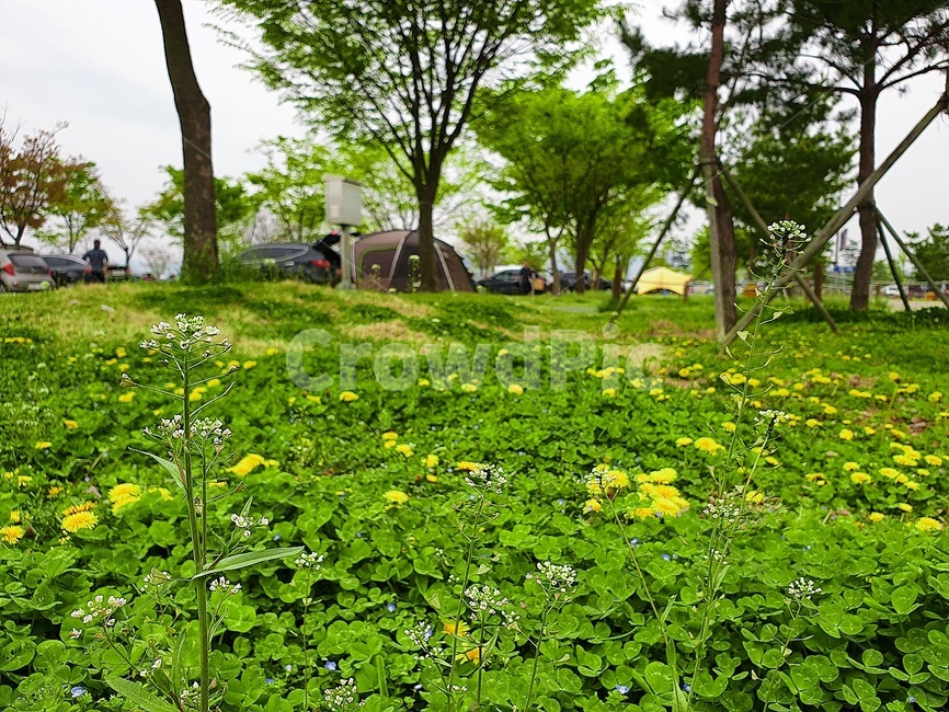 폼,캠핑장,숲,grassland,spring