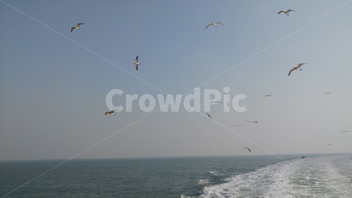 갈매기,바다,배,새,물보라,자연,풍경,nature,landscape,leisure activities,레저 활동,adventure,모험,gliding,활공,animal,동물,bird