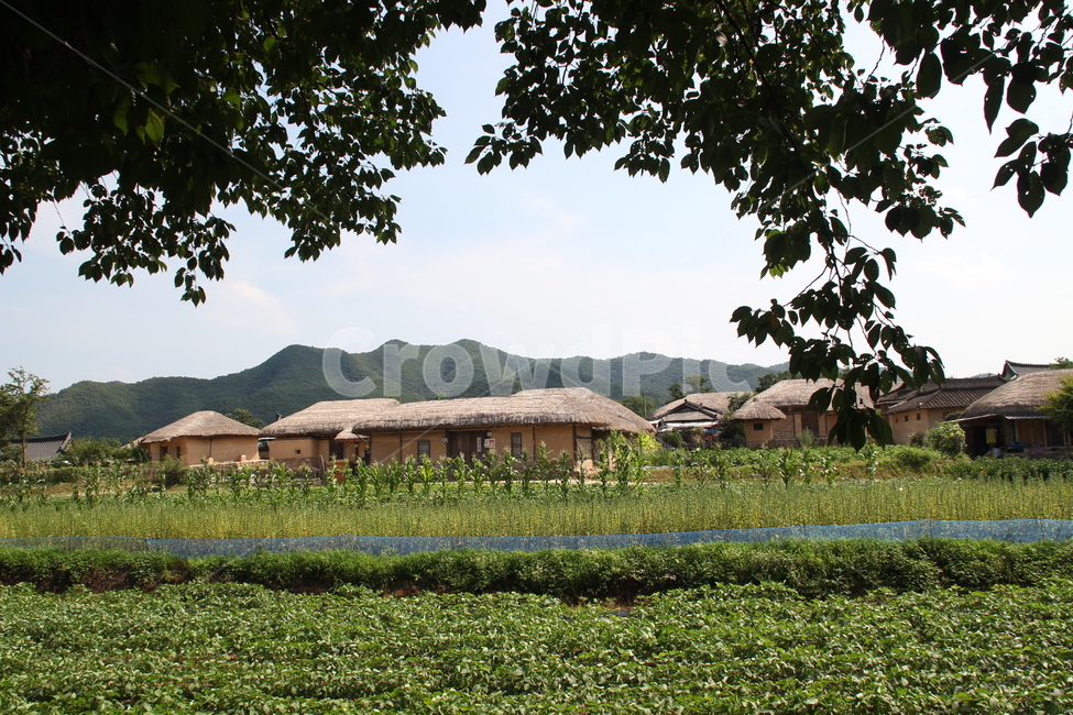 하회마을,전통가옥,초가집,초가,전통,안동,한국,시골,마을,풍경,landscape,country,rural,town,한국전통,한국문화,korean traditional,korean culture