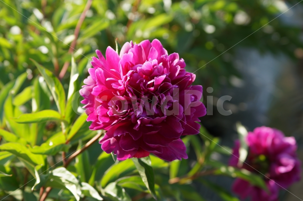 봄꽃,봄꽃축제,야생화,태화강,꽃사진,식물,자연,plants,nature,꽃,flower