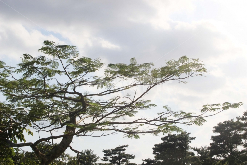 하늘,구름,자연,숲,산림,식물원,산림욕,야외,나들이,나무,sky,tree,cloud,산,자연,풍경,nature,landscape,식물,plants,나무,trees,wood,plant