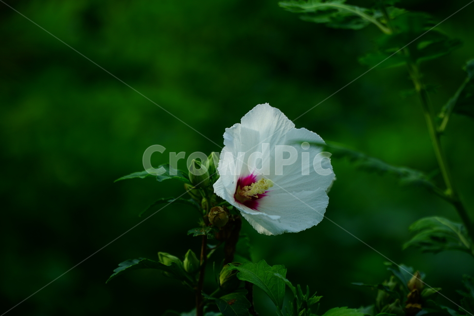 무궁화,mugunghwa,roseofsharon,hibiscus,꽃,플라워,flower,자연,nature,식물,plant,국화,나라꽃,한국,korea,애국심,나라사랑,대한민국,식물,자연,plants,nature,꽃,flower