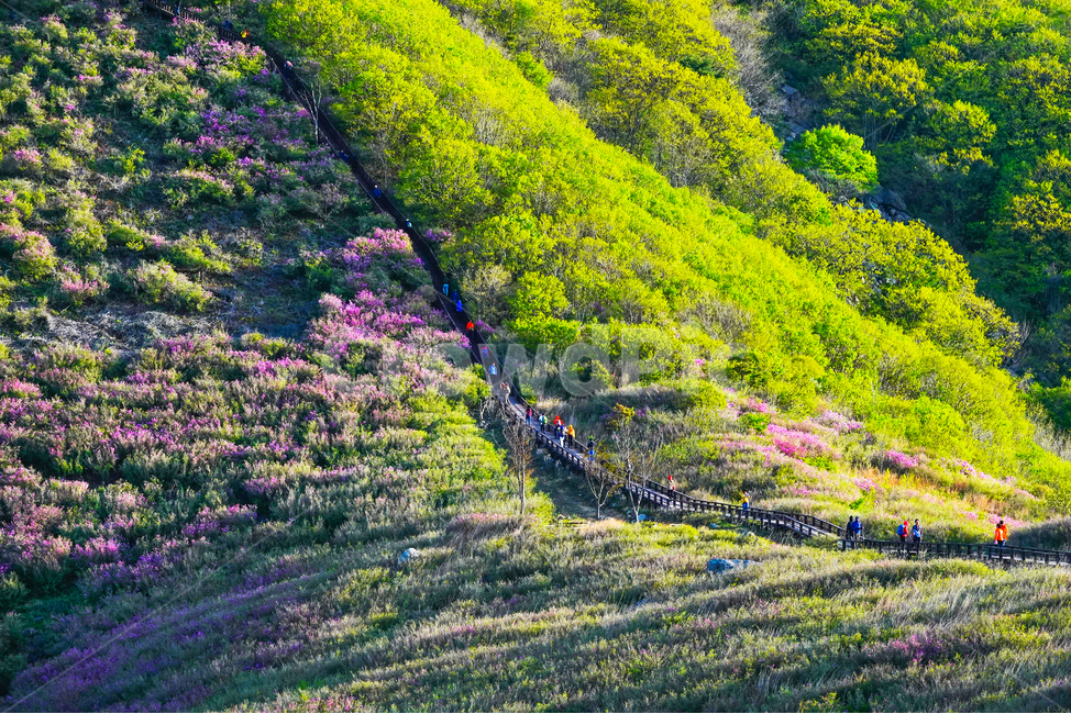 황매산,산,일출,계단,산행,철죽,축제,봄,걷기,자연,풍경,nature,landscape
