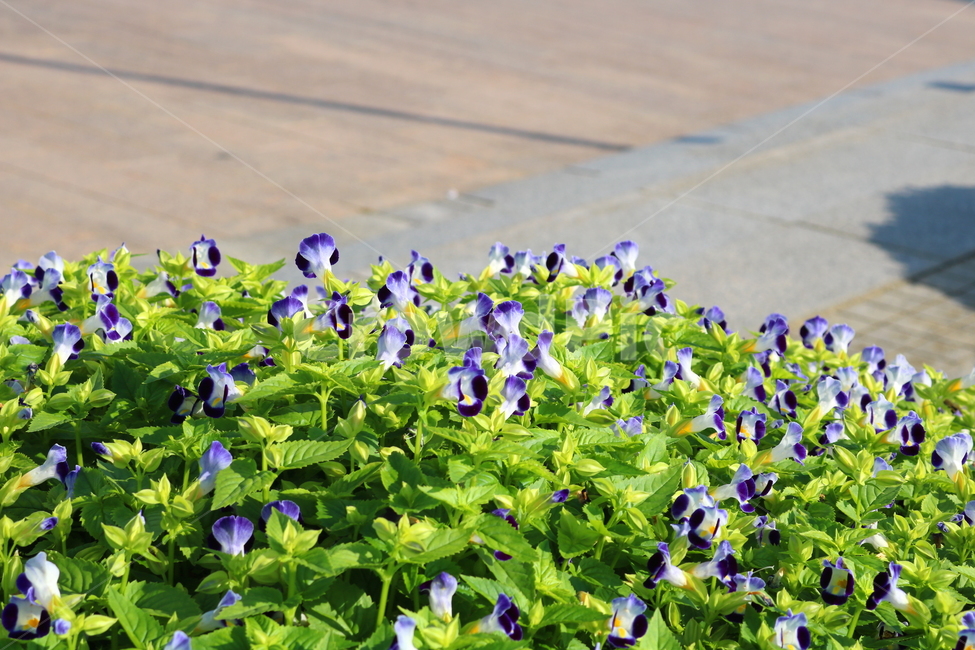 토레니아,꽃,토레니아꽃,식물,여름,가을,현삼과,꽃밭,식물,자연,plants,nature,꽃,flower