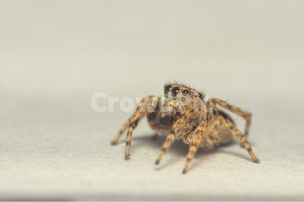 접사,깡총거미,자연,거미과,곤충,동물,animal,곤충,벌레,insect,bug