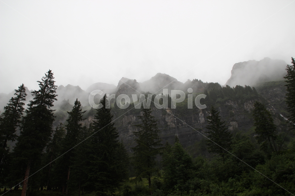 인터라켄,융프라우산,융프라우,스위스,interlaken,jungfraumt,jungfrau,swiss,switzerland,자연,풍경,nature,landscape,해외,외국,세계,foreign,oversea,world,세계자연풍경,해외자연풍경,외국자연풍경,world nature landscape,tree,나무,plant,식물,abies,아비,fir,전나무