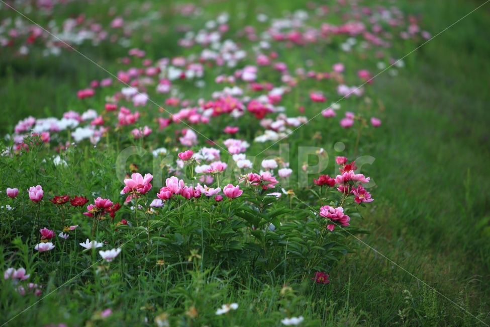 작약,봄,자연,야생화,배경,식물,자연,plants,nature,꽃,flower