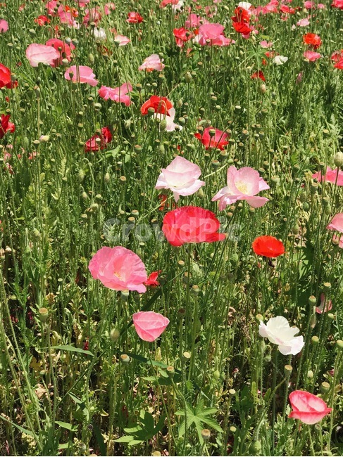 양귀비,꽃,flower,식물,plants