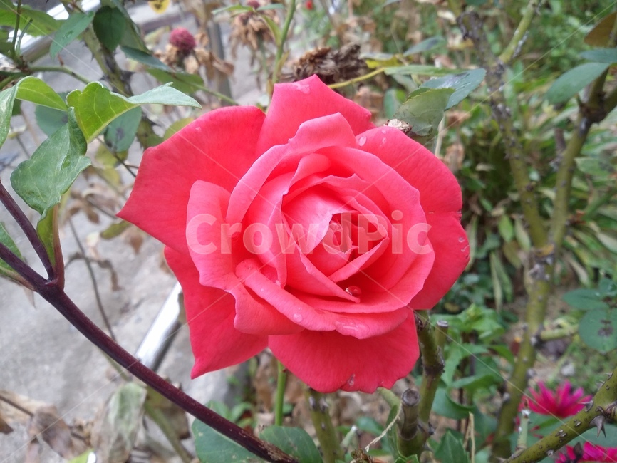 꽃,flower,식물,plant,장미,rose,자연,식물,자연,plants,nature,꽃,flower
