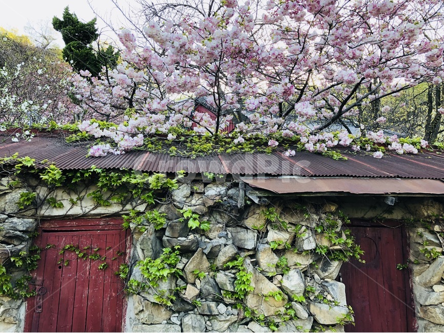 개심사,왕벚꽃,서산,아침,꽃,벚꽃,봄,계절,spring,season,식물,자연,plants,nature,꽃,flower,plant