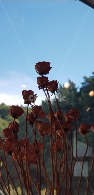 장미,장미꽃,드라이플라워,플라워,rose,flower