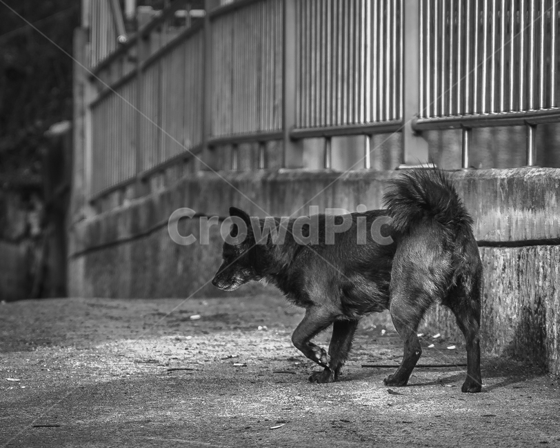 강아지,흑백,dog,blackandwhite,blacknwhite,개,동물,animal,포유류,mammal,개,강아지,dog,doggy,흑백,모노톤,monochrome,black and white