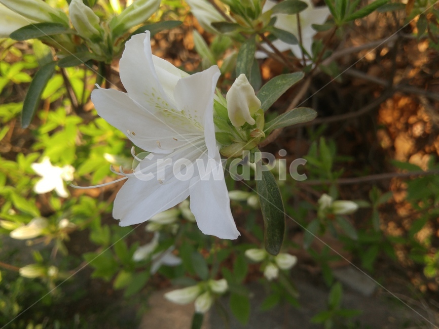 꽃,꽃배경,배경화면,배경,배경꽃