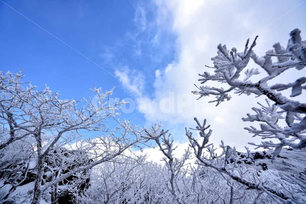 상고대,무주,덕유산,향적봉,눈꽃,겨울,계절,winter,season,자연,풍경,nature,landscape,식물,plants,나무,trees,wood,outdoors,옥외,snow,눈