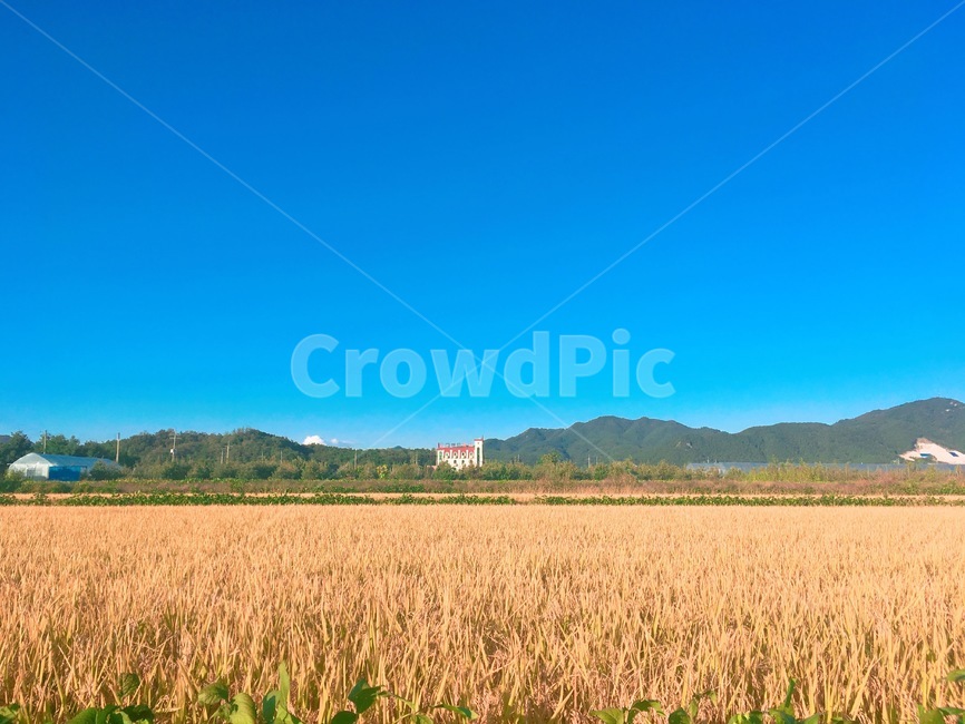 가을,벼,농사,하늘,fall,autumn,산업,industry,industrial,농업,농사,agriculture,farming,farming industry