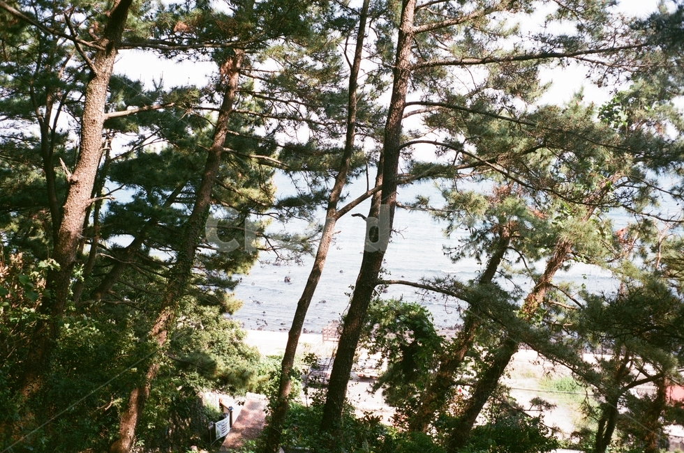 나무,tree,plant,식물,바다,자연,풍경,nature,landscape,fir,전나무,conifer,구과 식물