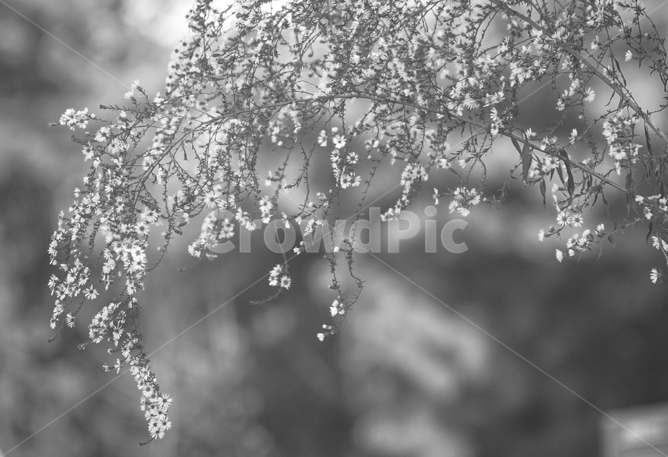 꽃,들꽃,야생화,쑥부쟁이,가을,계절,식물,식물,자연,plants,nature,꽃,flower,흑백,모노톤,monochrome,black and white