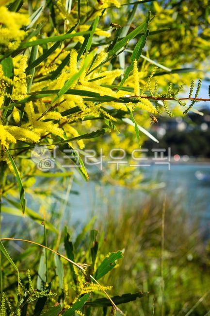 호주,국화,골든와틀,벌,자연,식물,잎,leaf,plant,yellow,bee