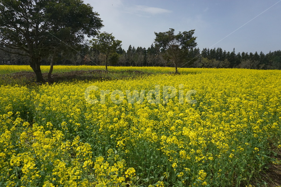 유채꽃,유채꽃밭,봄,자연,꽃,나무,유채,spring,flower,노란꽃,봄,계절,spring,season,자연,풍경,nature,landscape,outdoors,옥외,grassland,목초지,field,들,meadow,farm,농장,rural,농촌