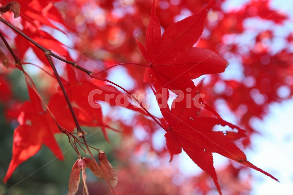 단풍,잎,가을,단풍잎,낙엽,가을,계절,fall,autumn,season