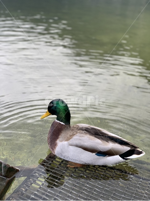 animal,동물,duck,오리,청둥오리,새,bird,mallard,동물,animal,조류,새,birds