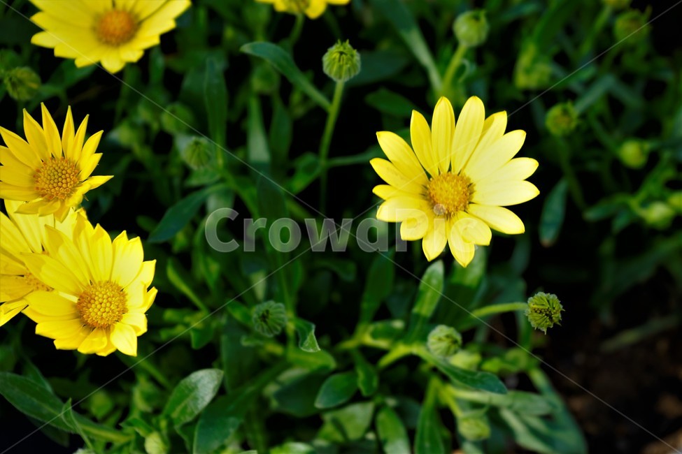 bloom,colorful,floral,flower,gardenflowers,happymind,life,nature,plant,spring,봄,정원,가드닝,원예,원예식물,화려,식물,꽃,garden,scent,healing,노랑,yellow