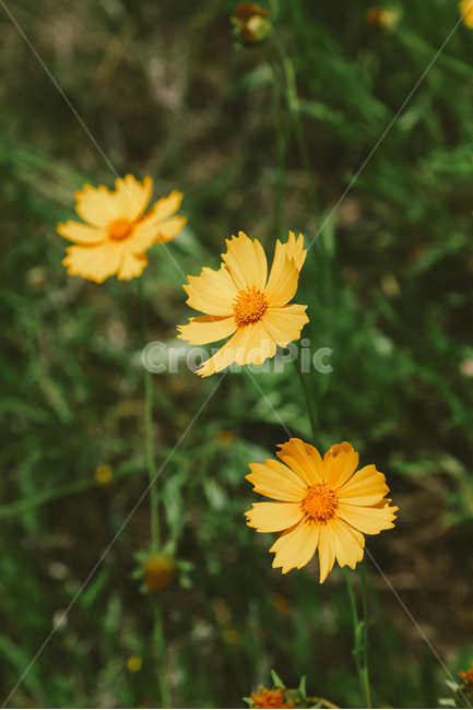 자연,식물,꽃,금계국,노란색,감성사진,flower,봄,식물,자연,plants,nature,꽃,flower