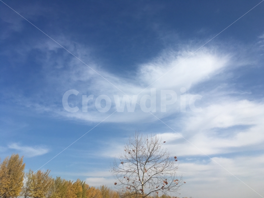 구름,하늘,나무,단풍,가을,은행나무,Cloud,Sky,Tree,Background,가을,계절,fall,autumn,season,자연,풍경,nature,landscape,outdoors,옥외