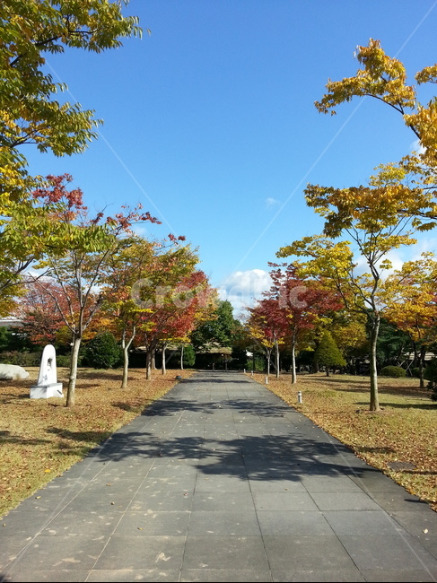 가을,단풍,하늘,낙엽,알록달록,은행잎,공원,산책로,피크닉,소풍