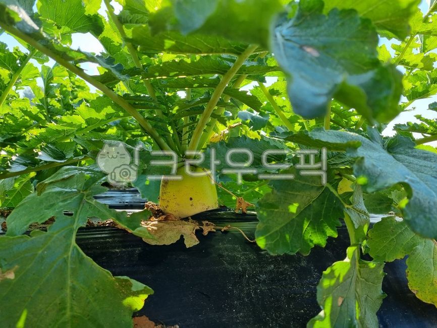 무, 김치재료, 김장, 김장채소, 무우, 사진,이미지,일러스트,캘리그라피 - sunf작가