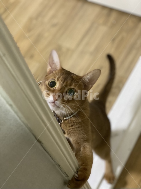 고양이,pet,애완동물,animal,cat,동물,아비시니안,abyssinian,포유류,동물,animal,포유류,mammal,고양이,cat,kitten,kitty