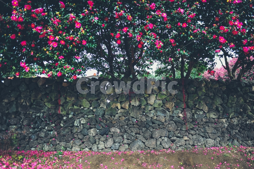 제주도,위미리,돌담,동백,동백꽃,카멜리아,한국,한국적인,꽃,감성사진,힐링,식물,자연,plants,nature,꽃,flower,감성,sensible,feeling