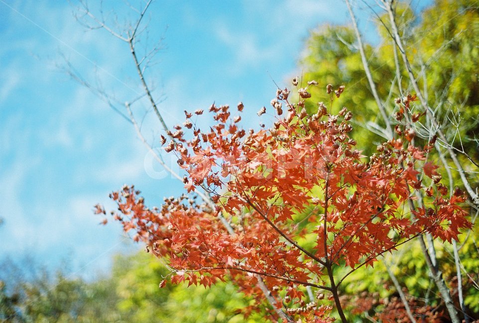 자연,단풍,가을,9월,나무,가을,계절,fall,autumn,season,leaf,잎,plant,식물,tree