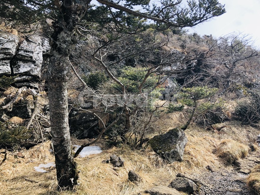 자연,나무,감성,이국적,숲,돌,바위,풀,식물,자연,plants,nature,나무,trees,wood
