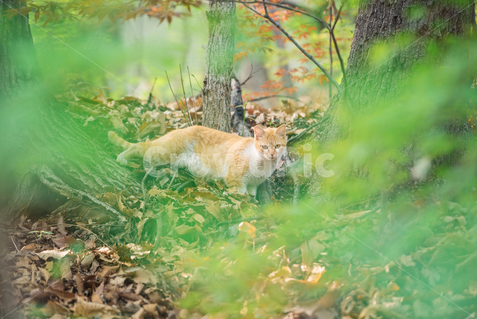 고양이,캣,냥냥이,길고양이,삼색이,치즈냥,냥,cat,동물,동물,animal,포유류,mammal,고양이,cat,kitten,kitty