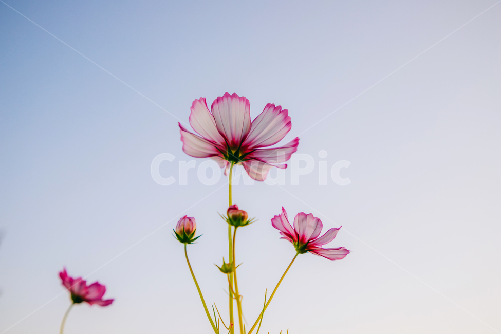 코스모스,꽃,자연,식물,가을,아름다운,commoncosmos,가을,계절,fall,autumn,season,식물,자연,plants,nature,꽃,flower,plant,blossom,petal,꽃잎,geranium,제라늄
