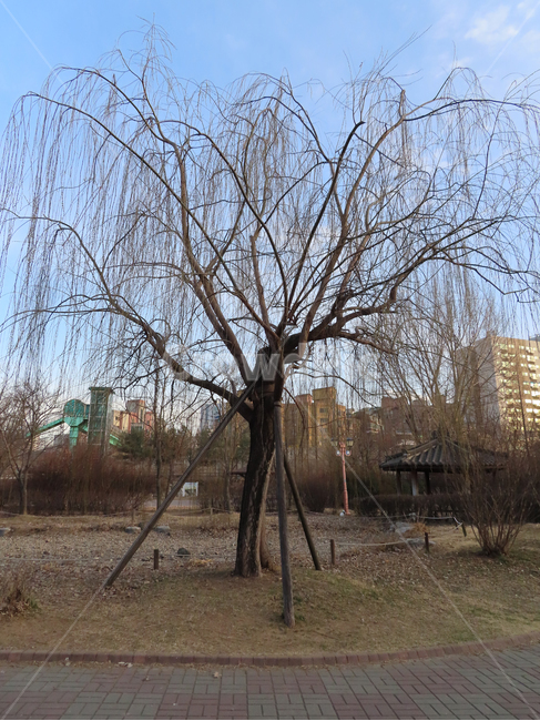 사계절,나무,나뭇가지,버드나무,구름,하늘,파란색,식물,공원,자연,한그루,한국,맑은날,trees,branches,willow,clouds,sky,blue,plants,park,nature,monk,korea,clearday,도시,풍경,city,landscape,한국도시풍경,한국도시경관,korea cityscape,식물,자연,plants,nature,나무,trees,wood