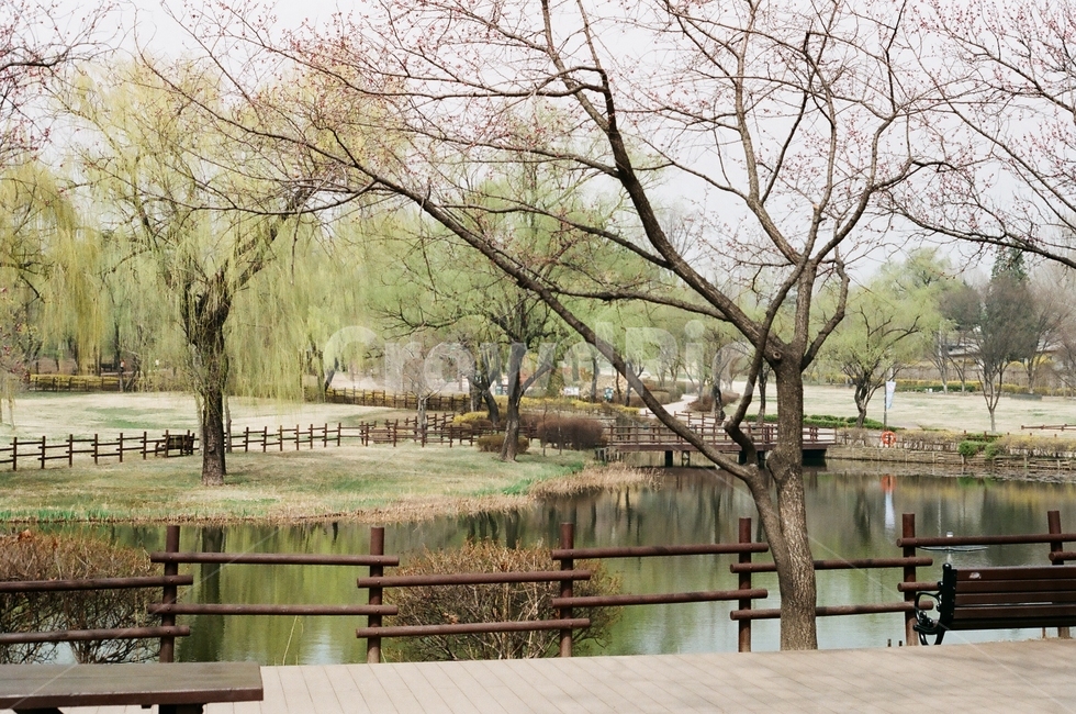 park,spring,tree,lake,공원,봄,나무,호수,봄,계절,spring,season,자연,풍경,nature,landscape,plant,식물,water,물