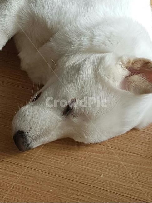자는개,애완동물,풍산개,dog,애완견