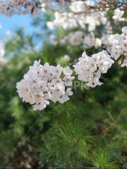 꽃,벚꽃,flower,plant,식물
