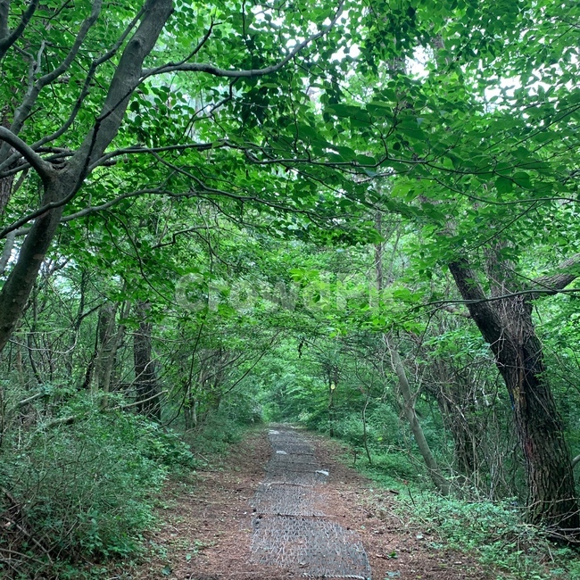 자연,나무,숲,오름,풍경
