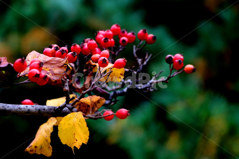 식물,열매,계절,풍경,자연,식물,자연,plants,nature,과일,열매,fruit