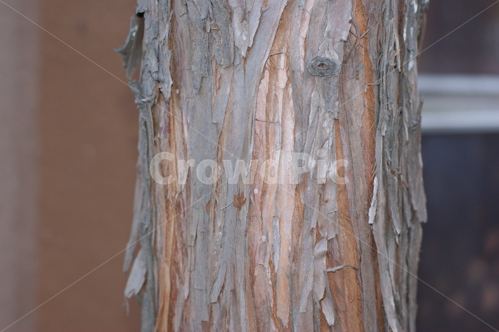 나무,tree,세월,시간,흔적,겨울,winter,차가운,나무줄기,가로수,나무,trees,wood