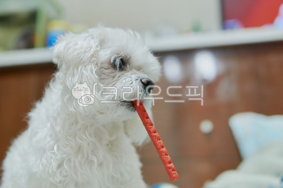 개,강아지,댕댕이,애완견,반려견,애완동물,반려동물,동물,말티즈,마르티즈,말티스,마르티스,animal,pet,dog